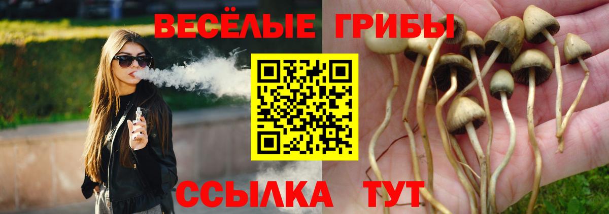 Галлюциногенные грибы Psilocybe Ленинск-Кузнецкий
